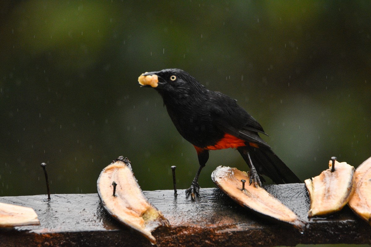 Red-bellied Grackle - ML639004805