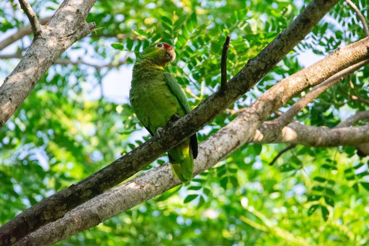 Red-lored Amazon - ML639004887