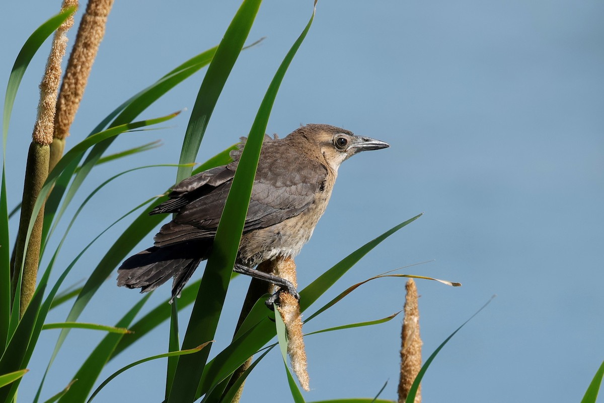 Great-tailed Grackle - ML639004939