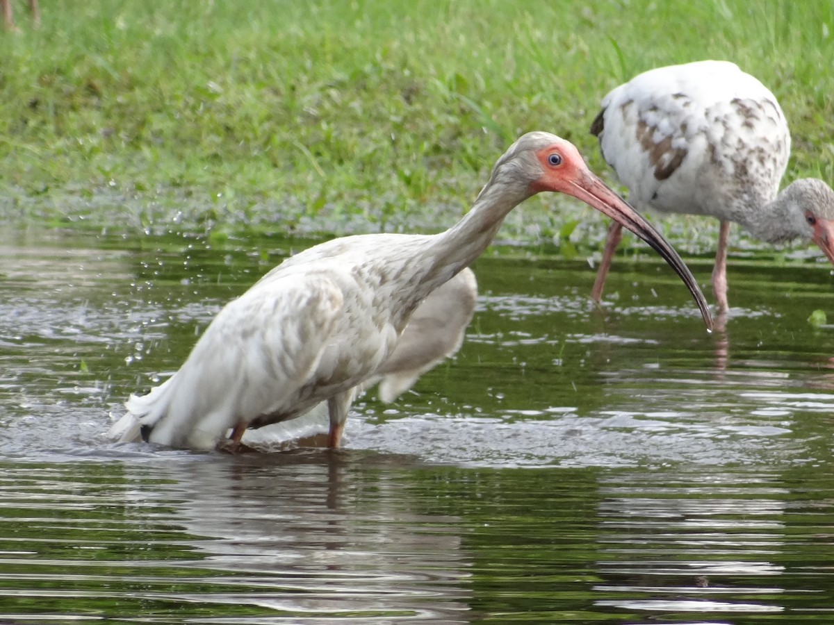White Ibis - ML639004969