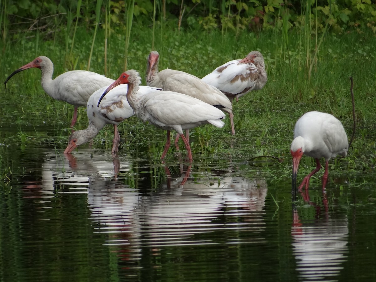 White Ibis - ML639004970