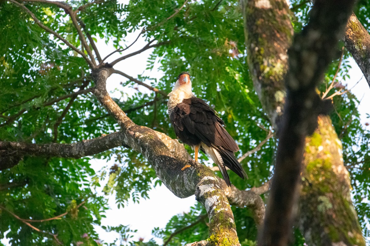 Crested Caracara - ML639004971