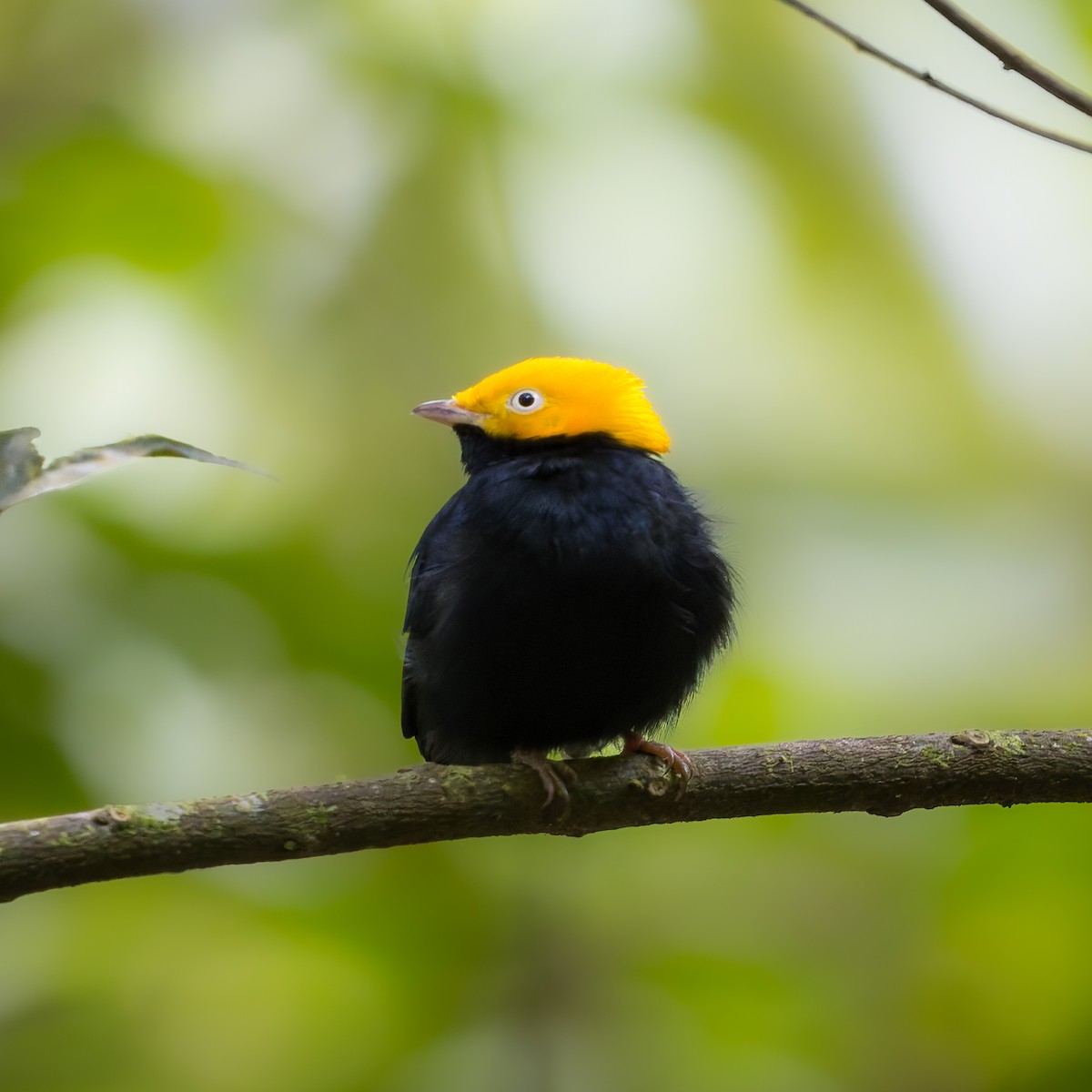 Golden-headed Manakin - ML639005034