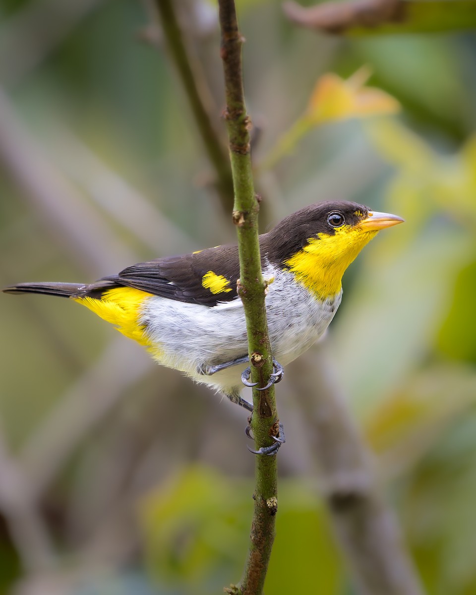 Yellow-backed Tanager - ML639005042