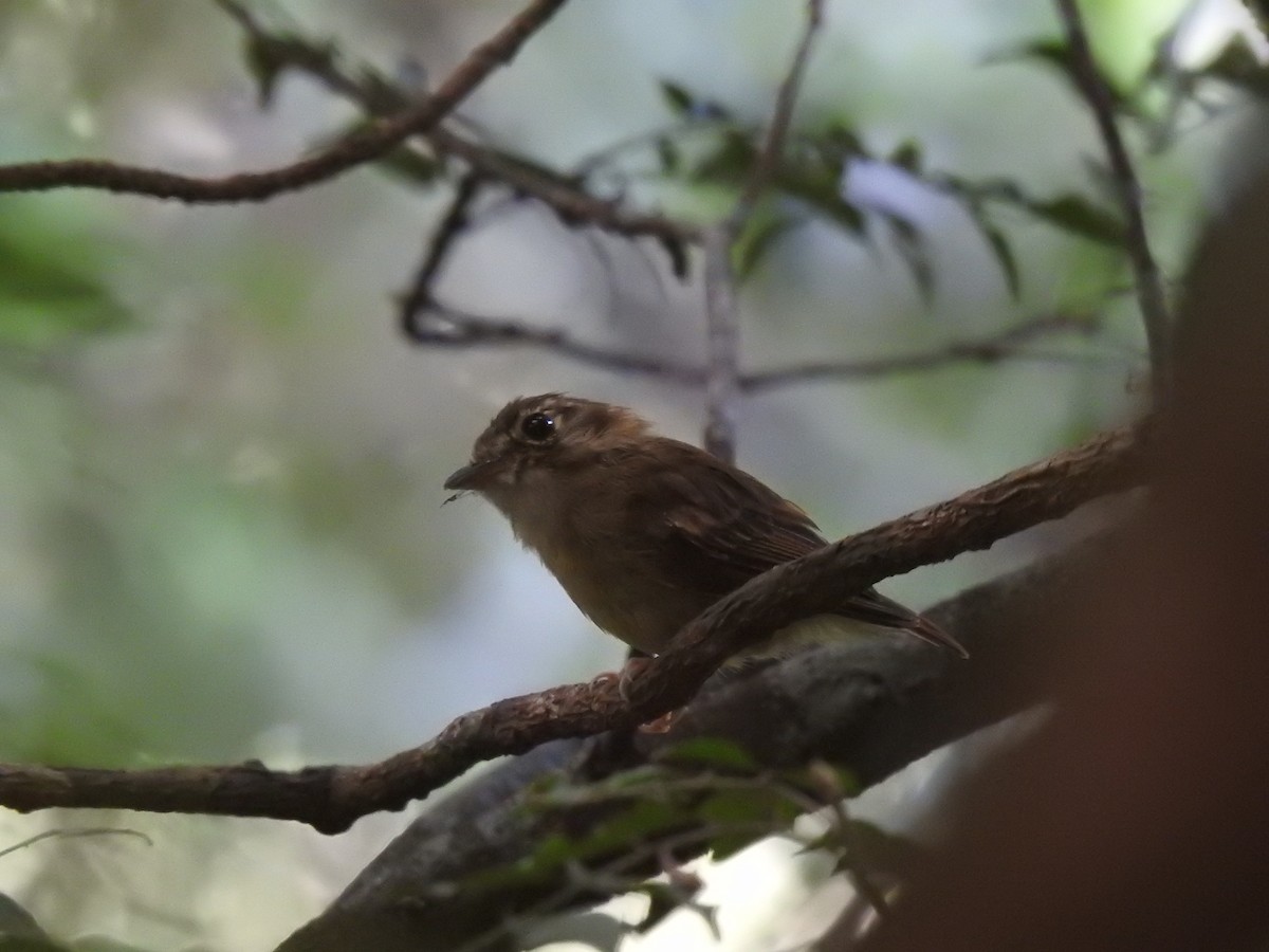 Stub-tailed Spadebill - ML639005063