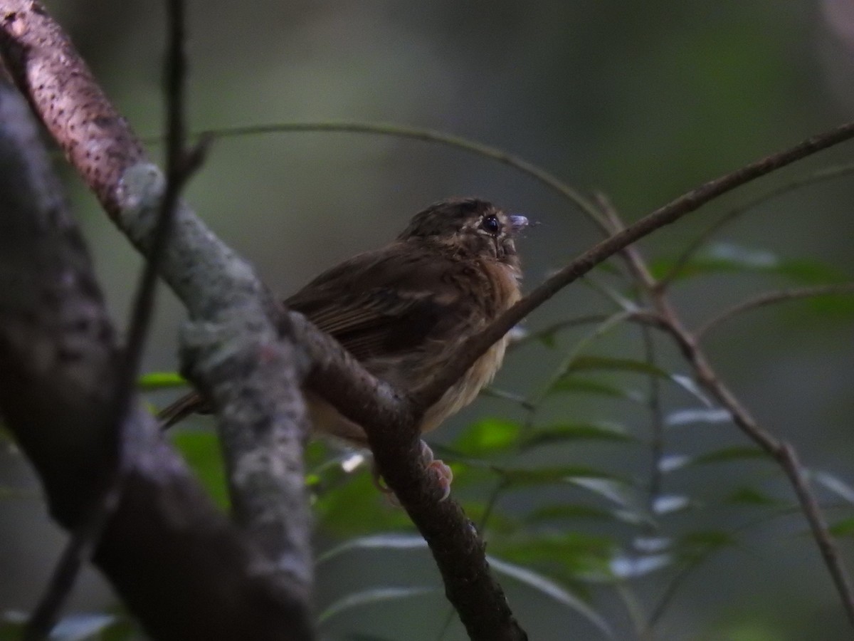 Stub-tailed Spadebill - ML639005064