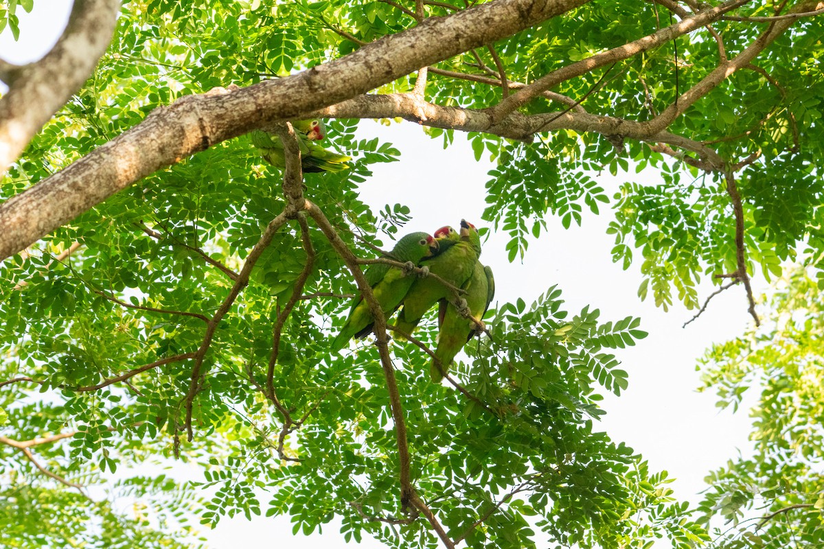 Red-lored Amazon - ML639005076