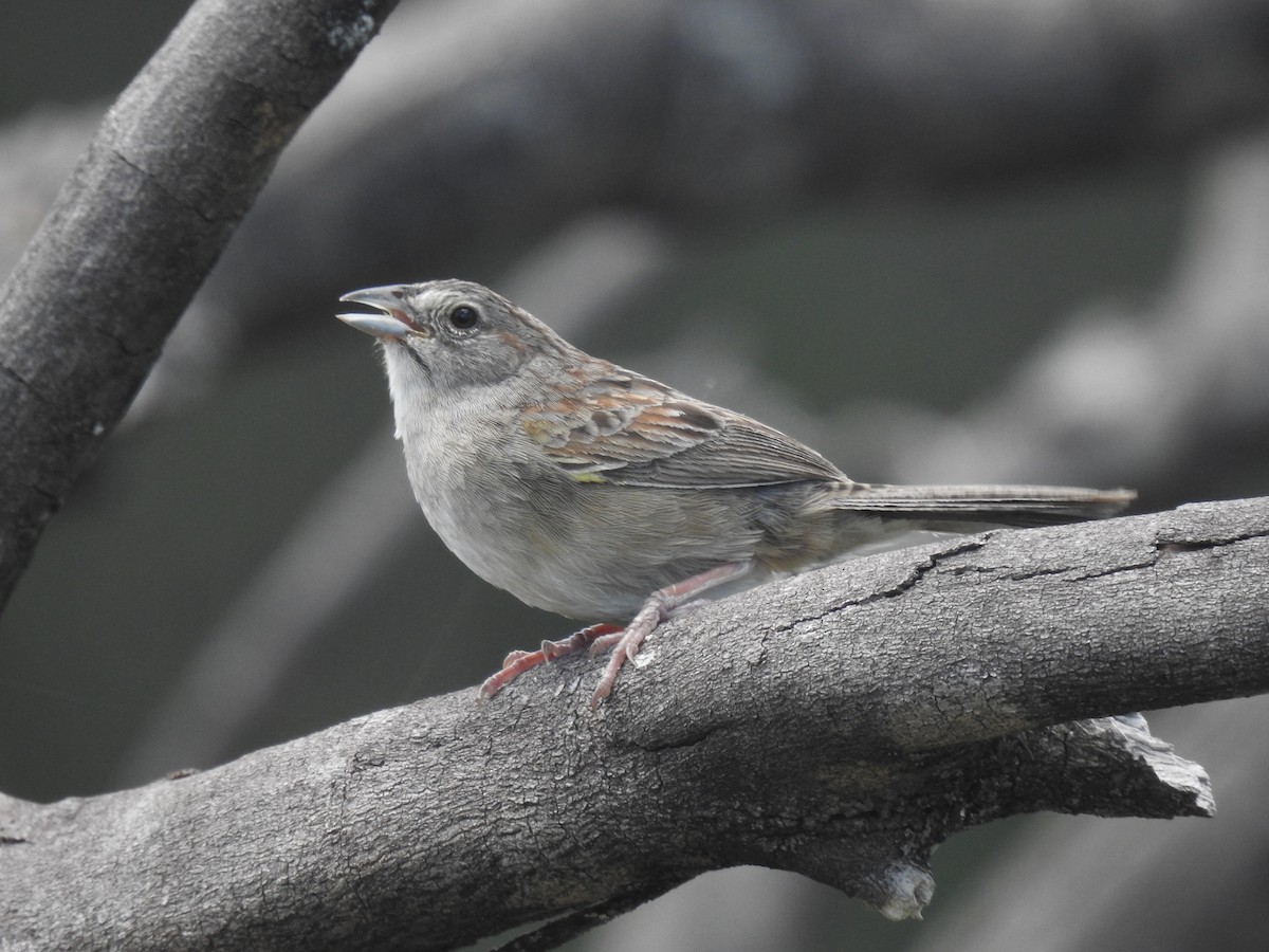 Botteri's Sparrow - ML639005084