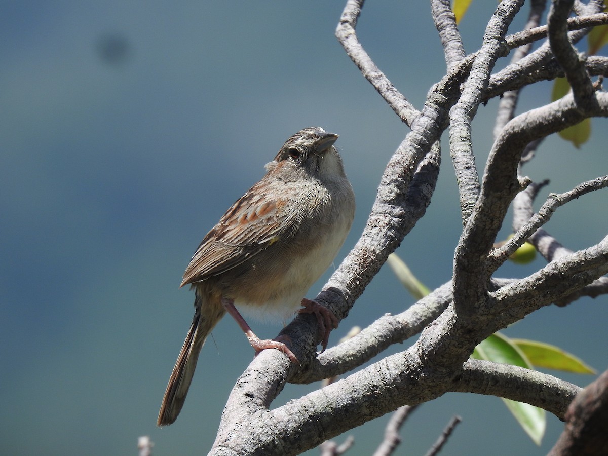 Botteri's Sparrow - ML639005085