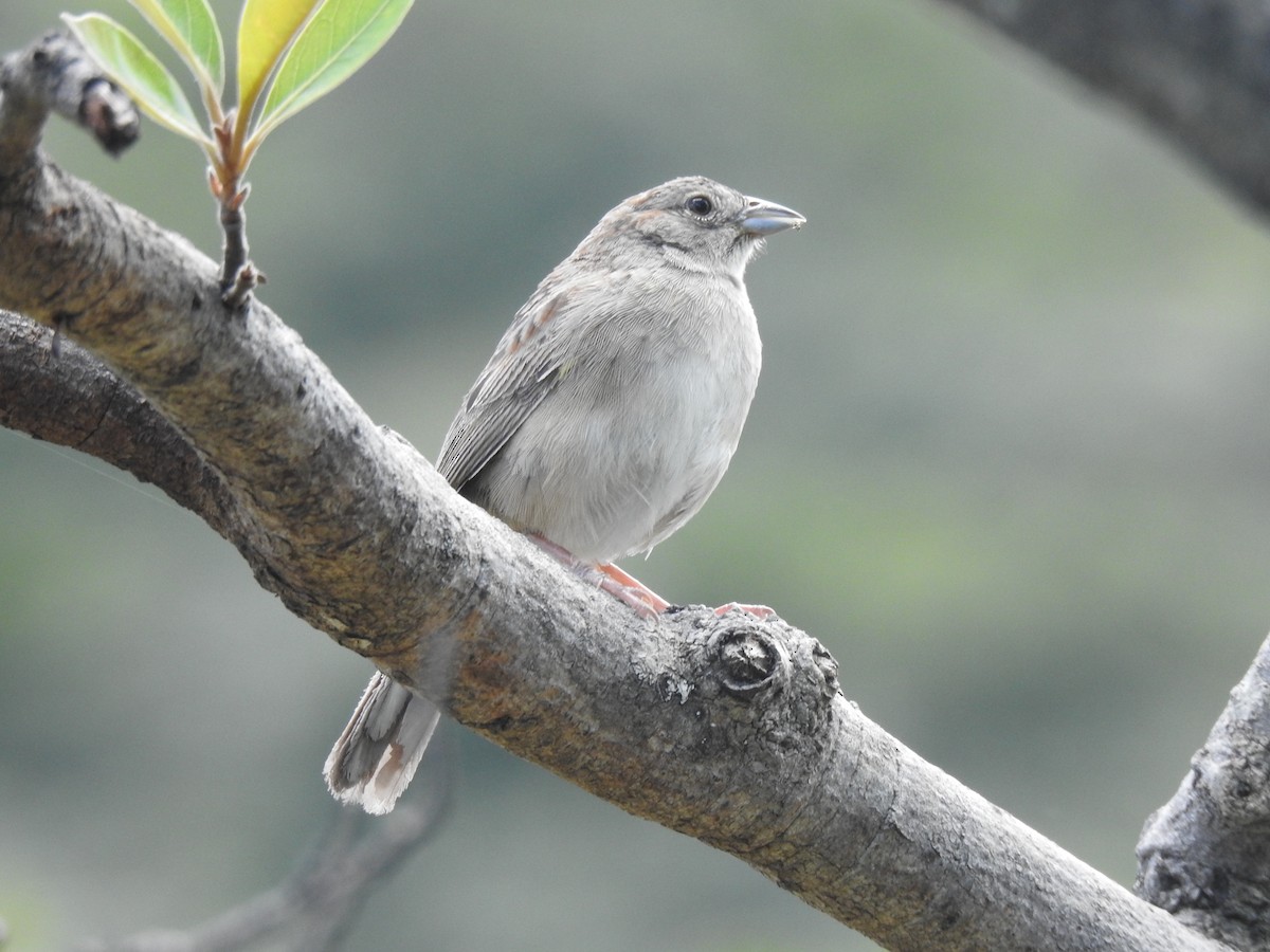 Botteri's Sparrow - ML639005086