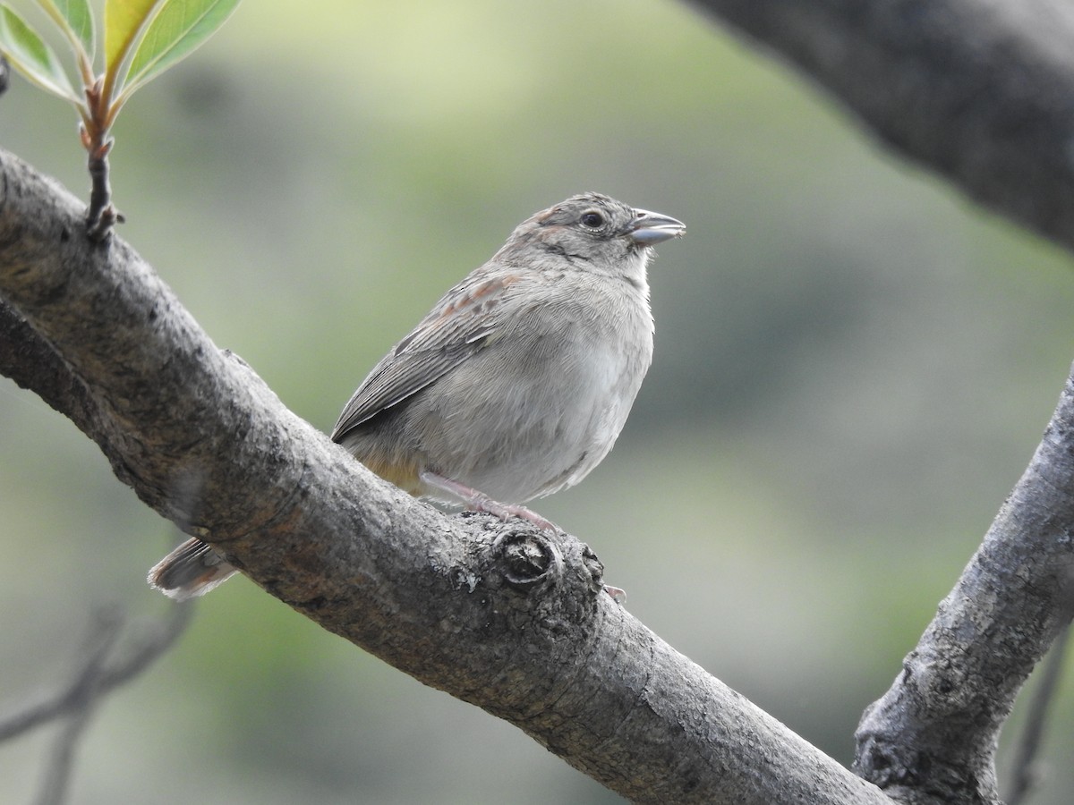 Botteri's Sparrow - ML639005088