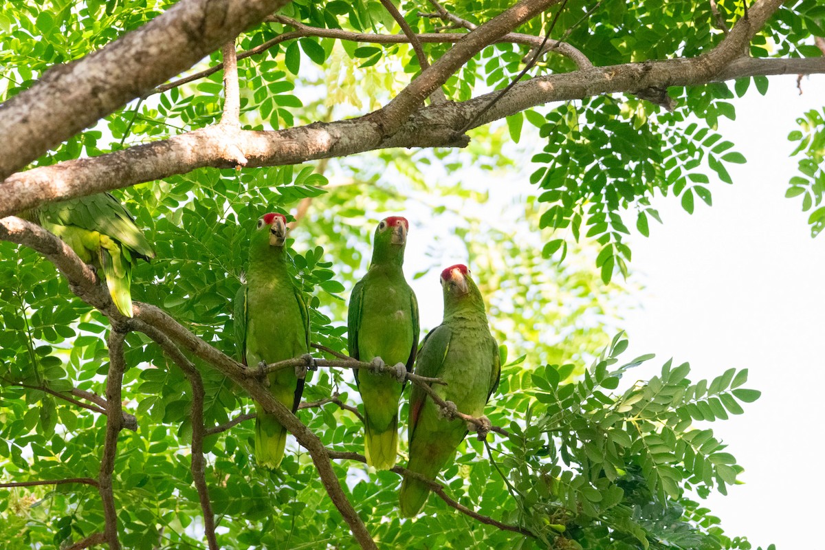 Red-lored Amazon - ML639005104