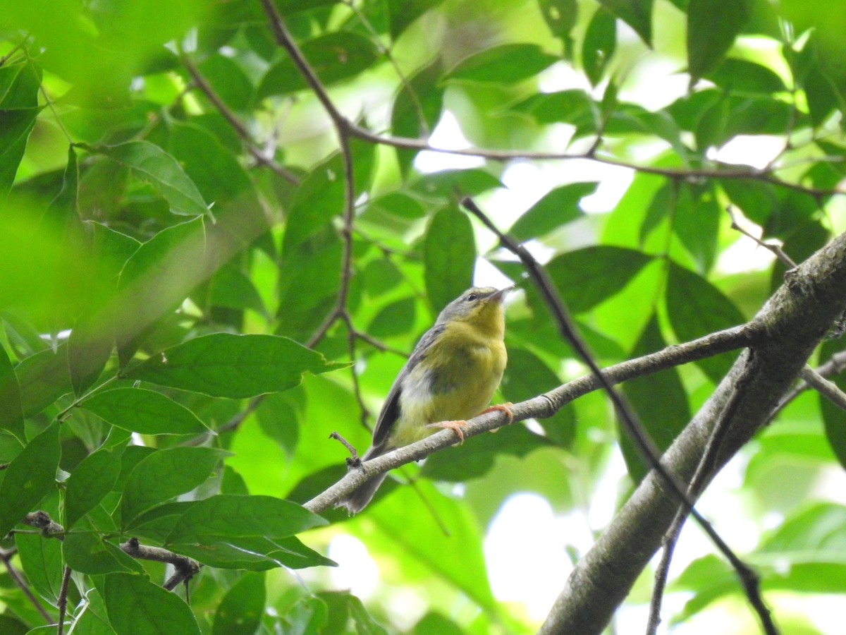 Golden-crowned Warbler - ML639005106