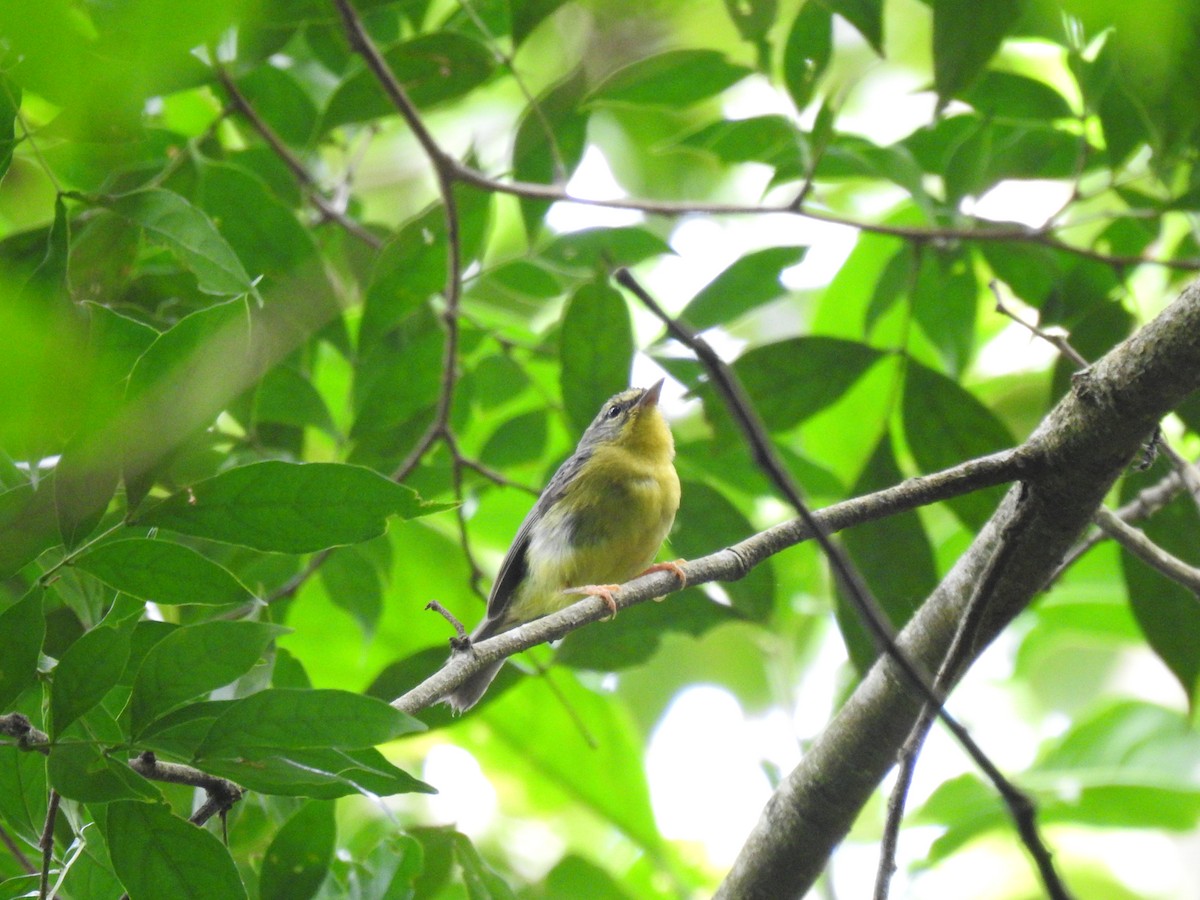 Golden-crowned Warbler - ML639005107