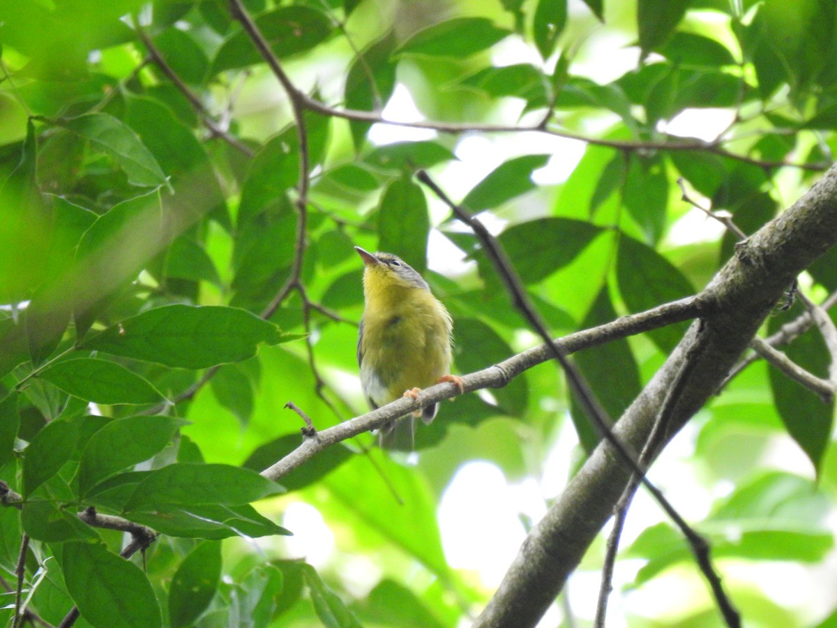 Golden-crowned Warbler - ML639005108