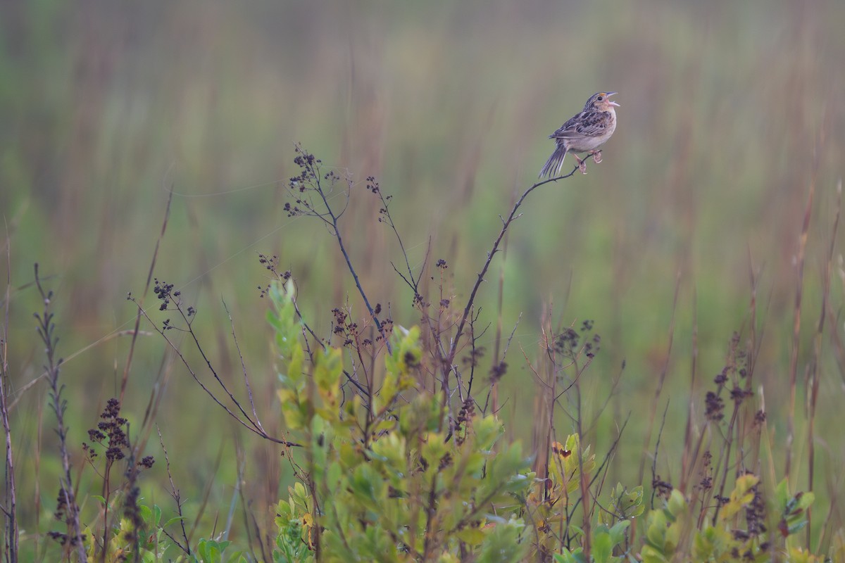 Grasshopper Sparrow - ML639005167