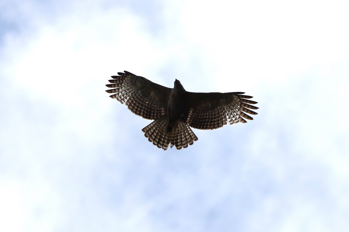 Mountain Hawk-Eagle (nipalensis) - ML639005214