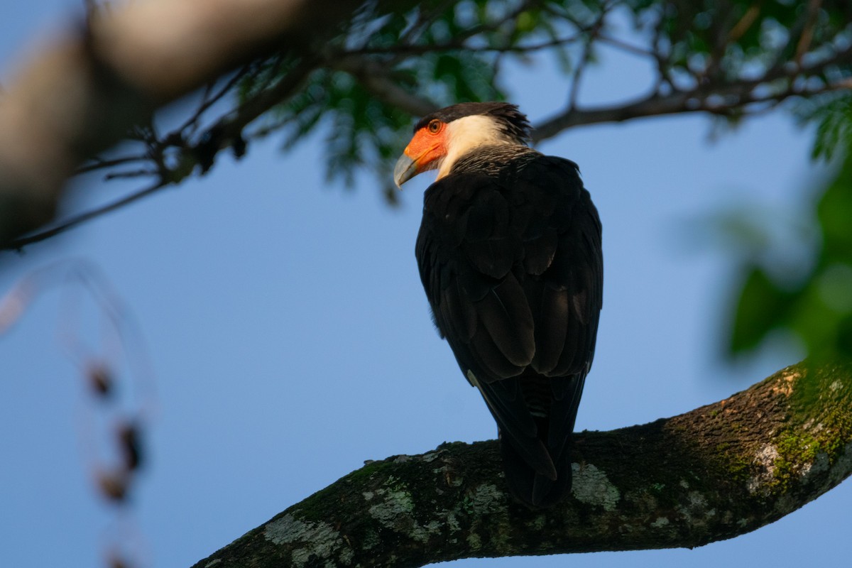 Crested Caracara - ML639005219