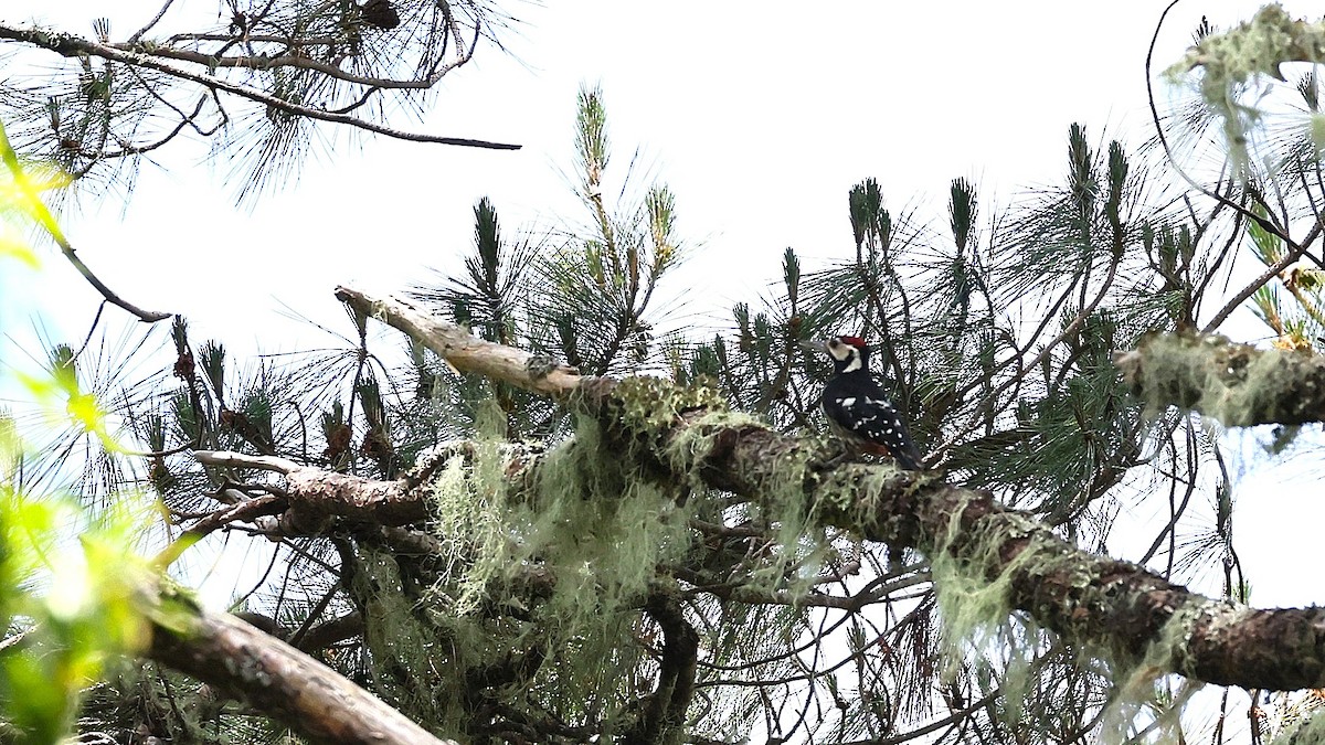 White-backed Woodpecker - ML639005220