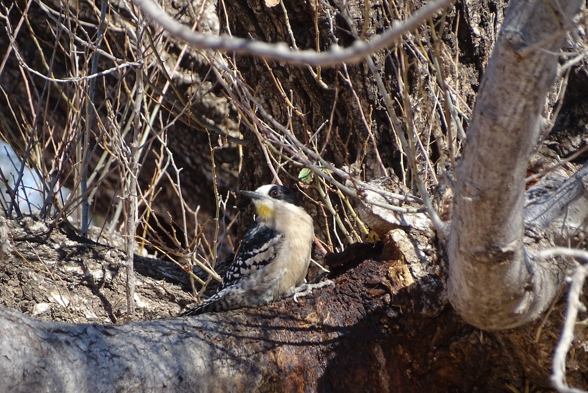 White-fronted Woodpecker - ML639005228