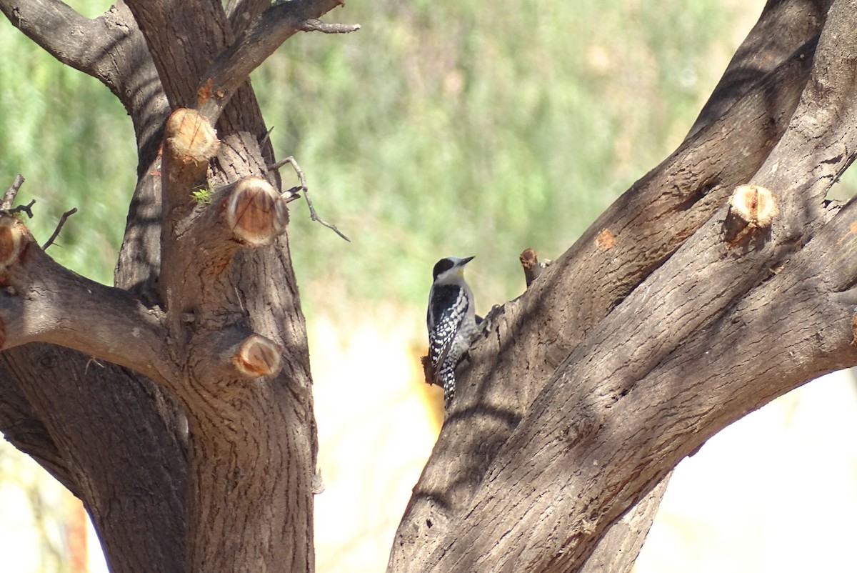 White-fronted Woodpecker - ML639005229