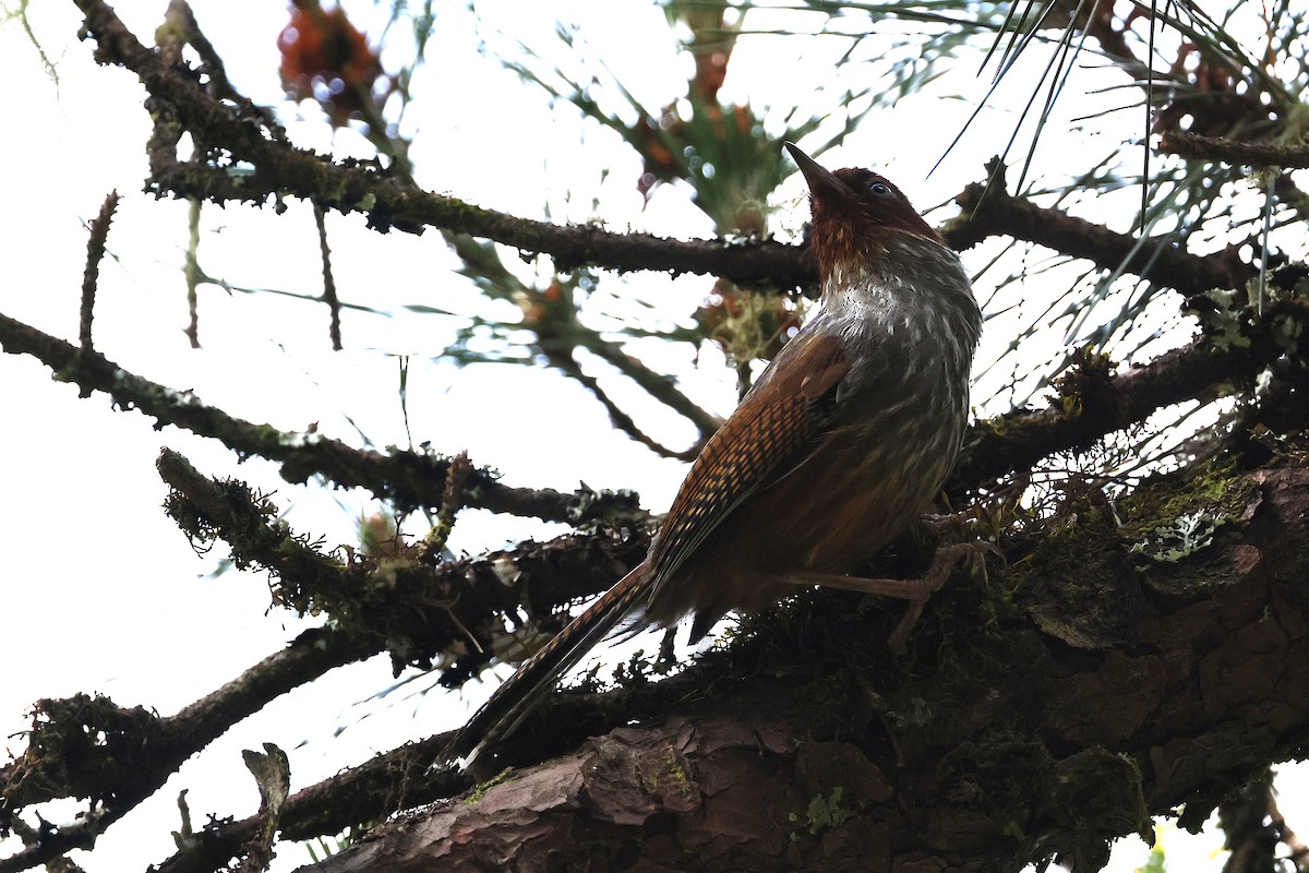 Taiwan Barwing - ML639005277