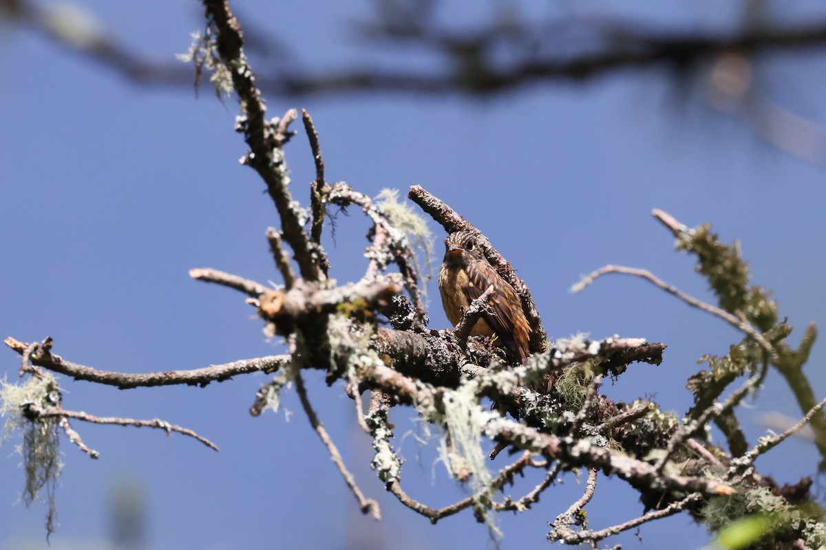 Ferruginous Flycatcher - ML639005282