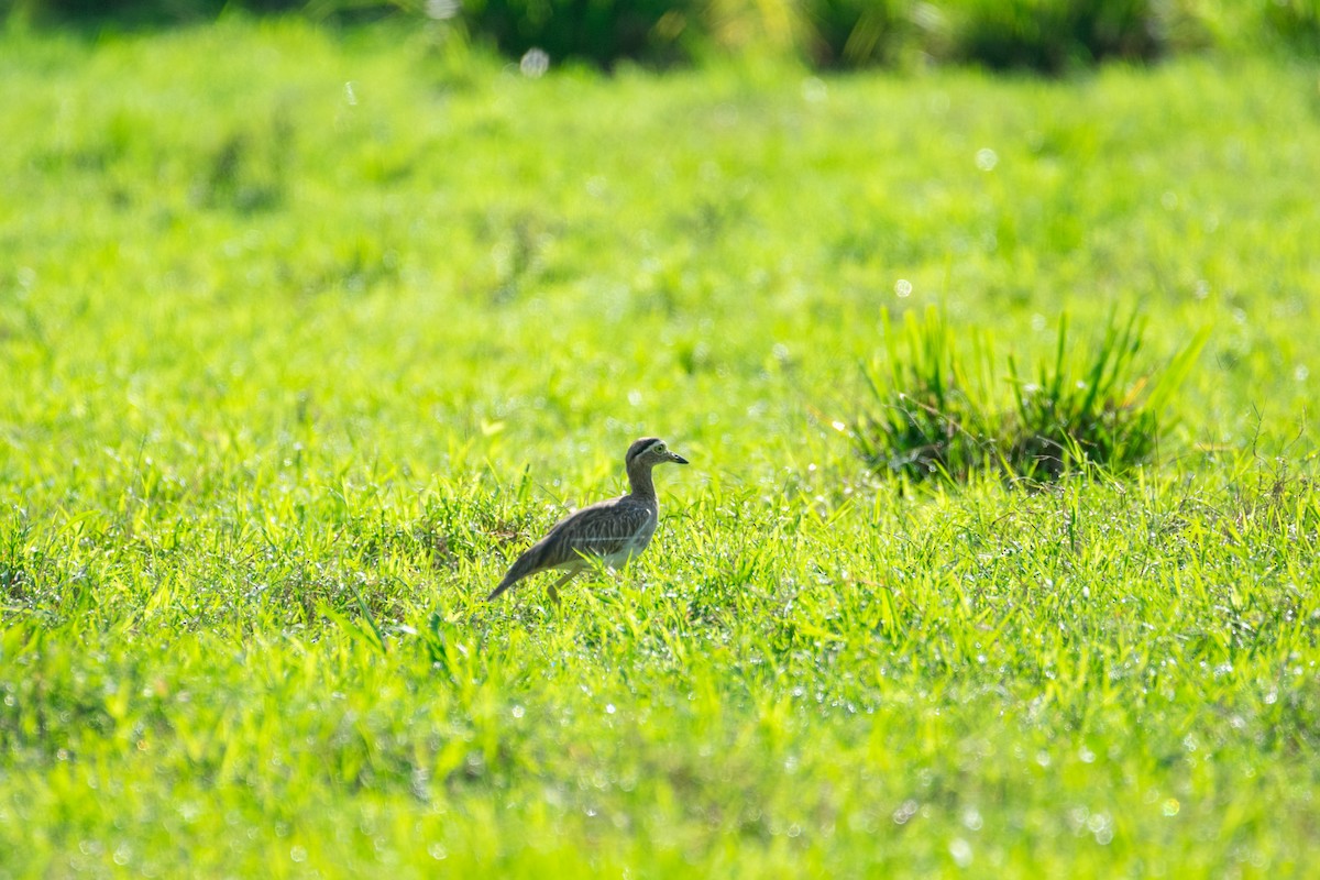 Double-striped Thick-knee - ML639005299