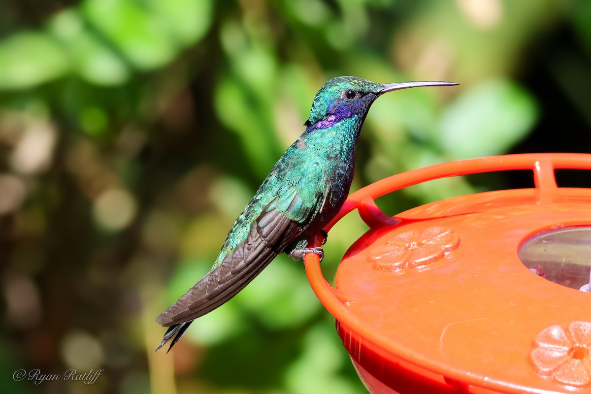 Sparkling Violetear - ML639005316