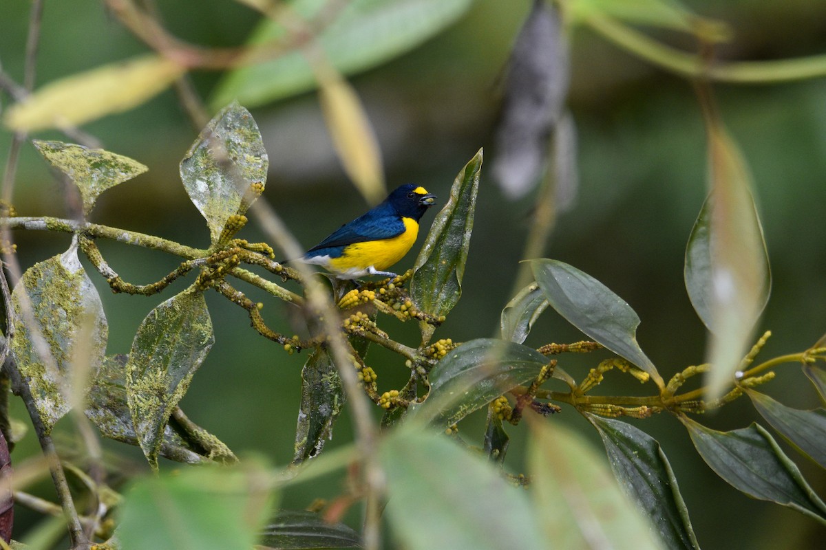 White-vented Euphonia - ML639005389