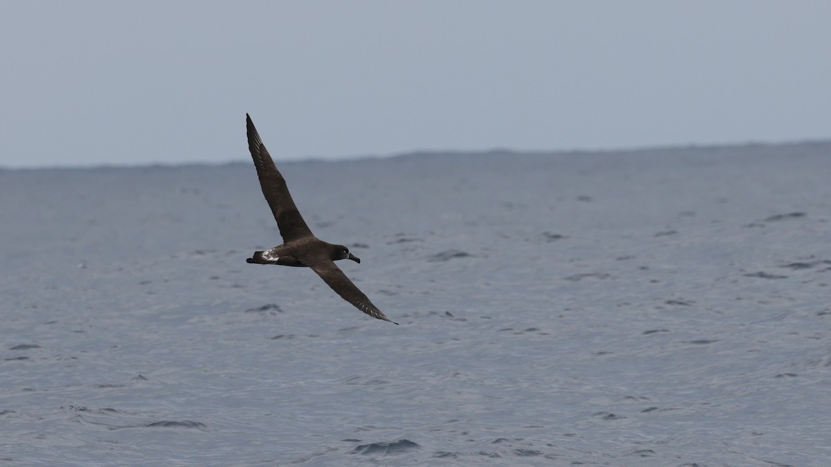 Black-footed Albatross - ML639005561