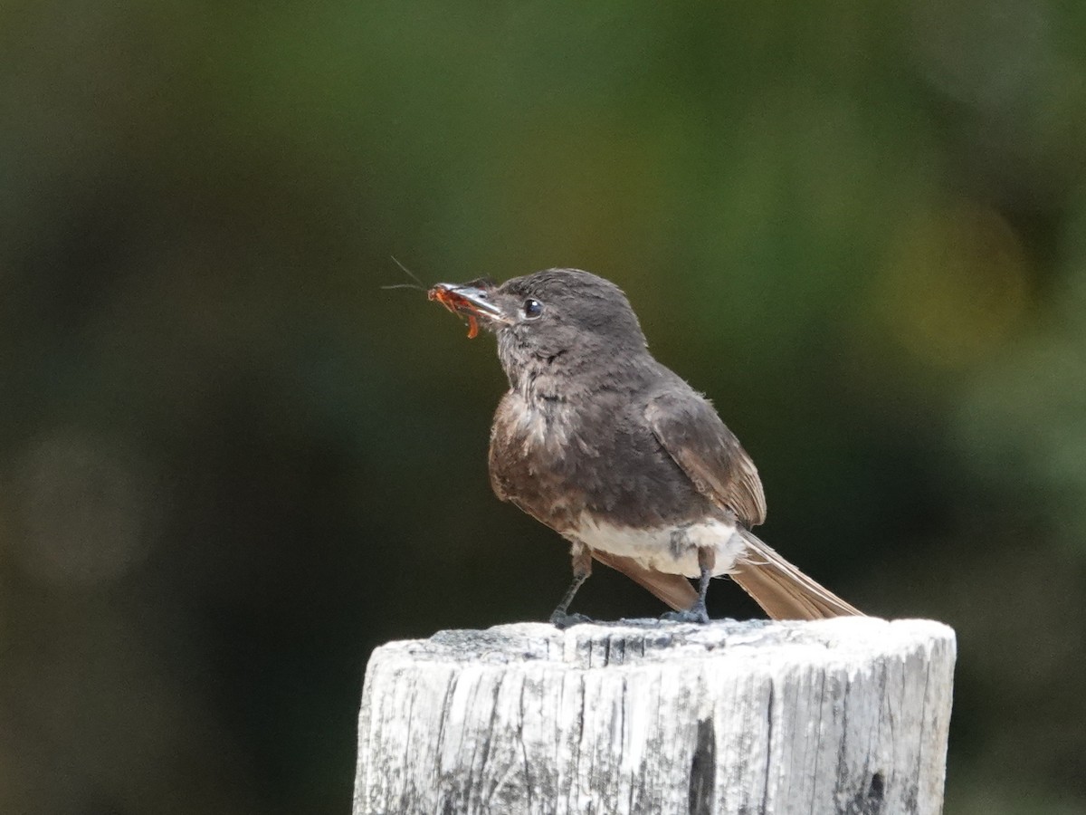 Black Phoebe (Northern) - ML639005567
