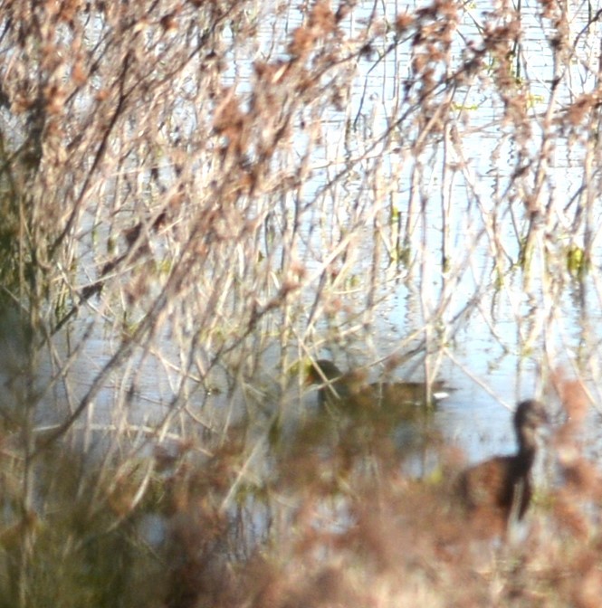 Common Gallinule - ML639005569