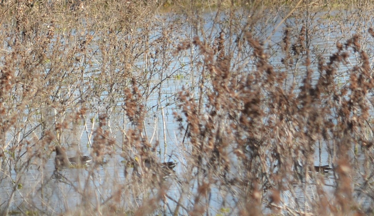 Common Gallinule - ML639005570