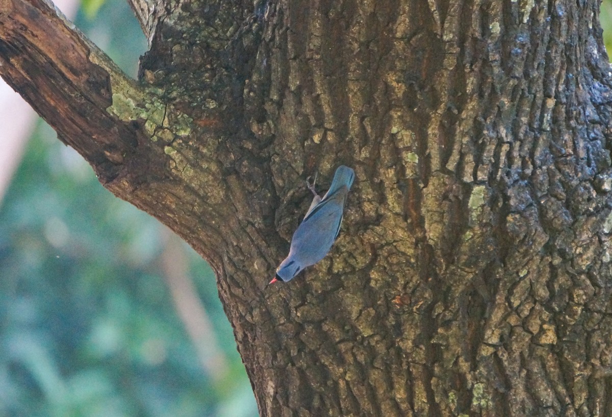 Velvet-fronted Nuthatch - ML639005572