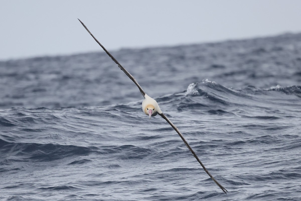 Short-tailed Albatross - ML639005574