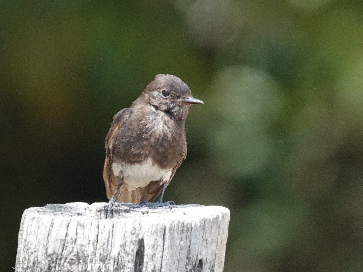 Black Phoebe (Northern) - ML639005583