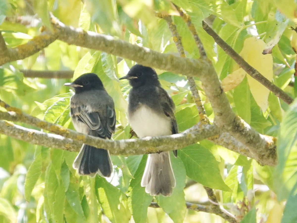 Black Phoebe (Northern) - ML639005595
