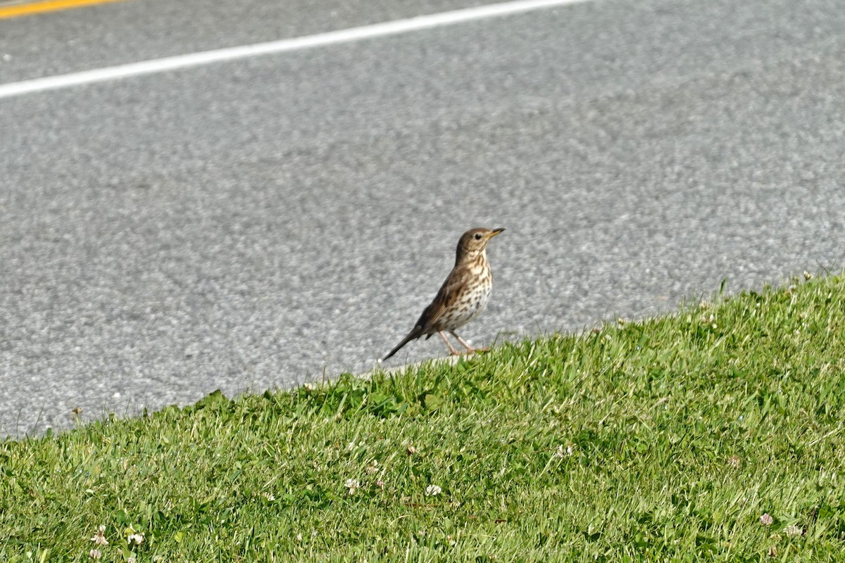 Tordo bottaccio - ML639005607