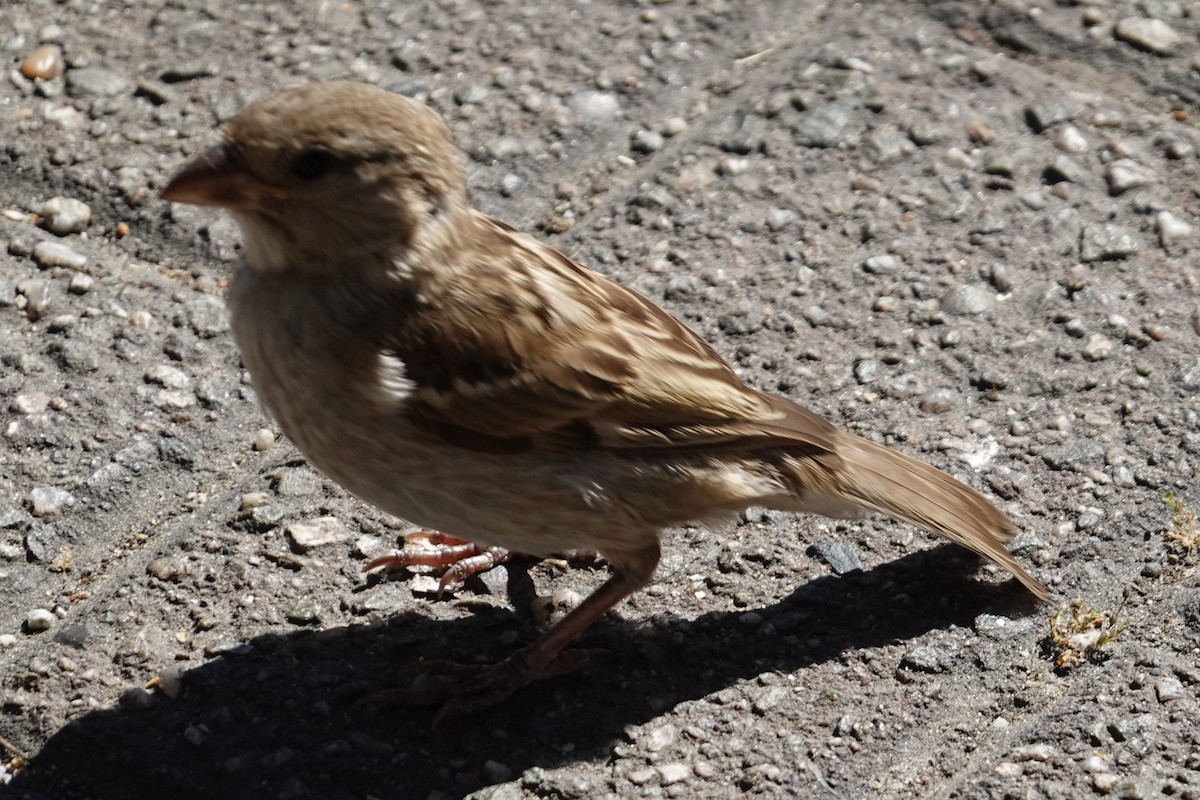 Passera oltremontana - ML639005615