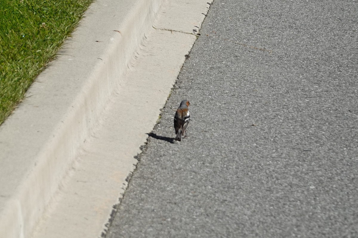 Fringuello - ML639005636