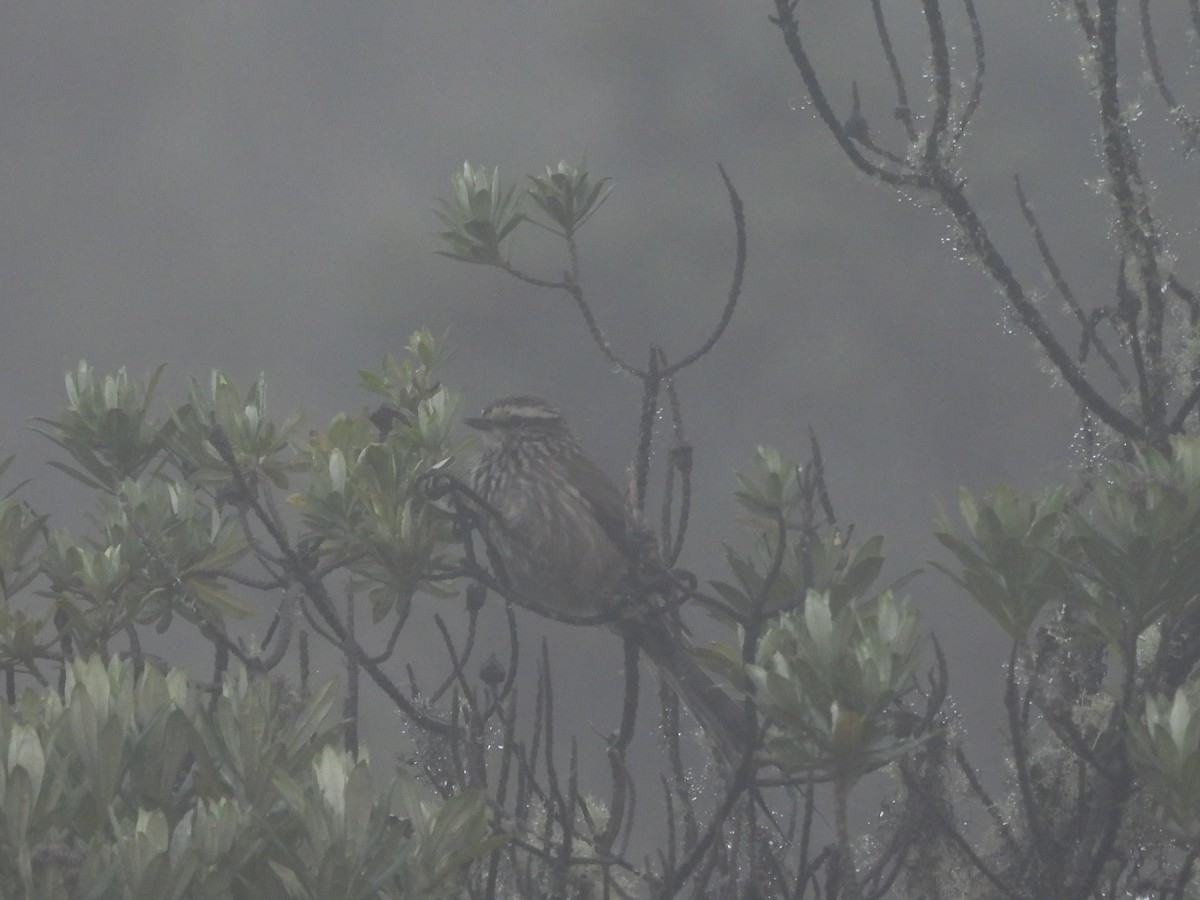 Andean Tit-Spinetail - ML639005793