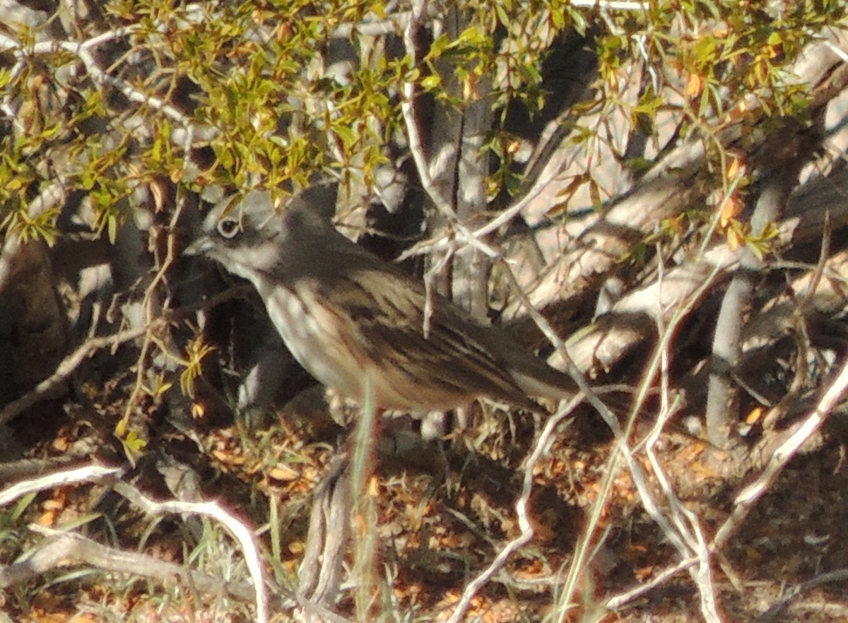 Sagebrush/Bell's Sparrow (Sage Sparrow) - ML639005795
