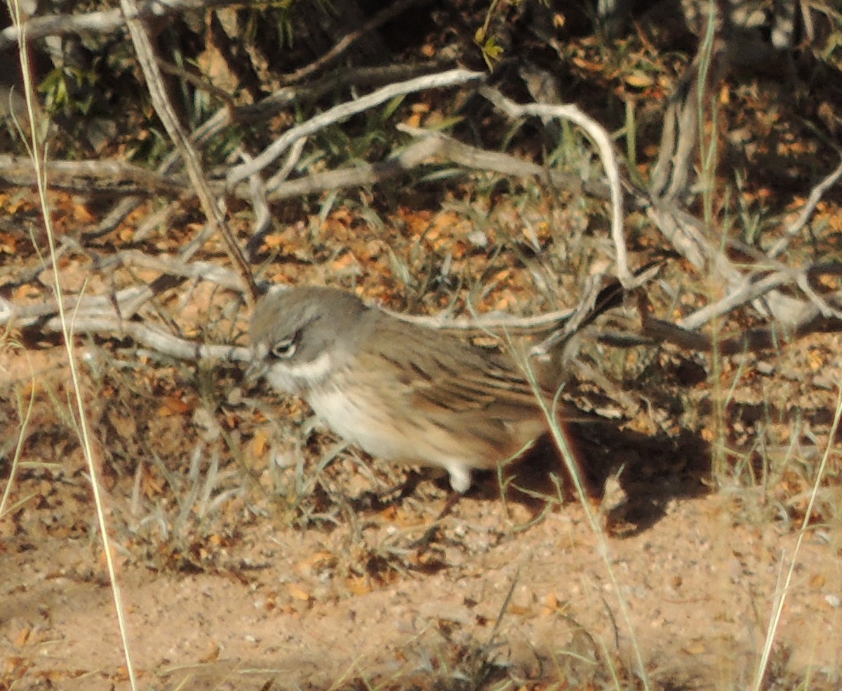 Sagebrush/Bell's Sparrow (Sage Sparrow) - ML639005796