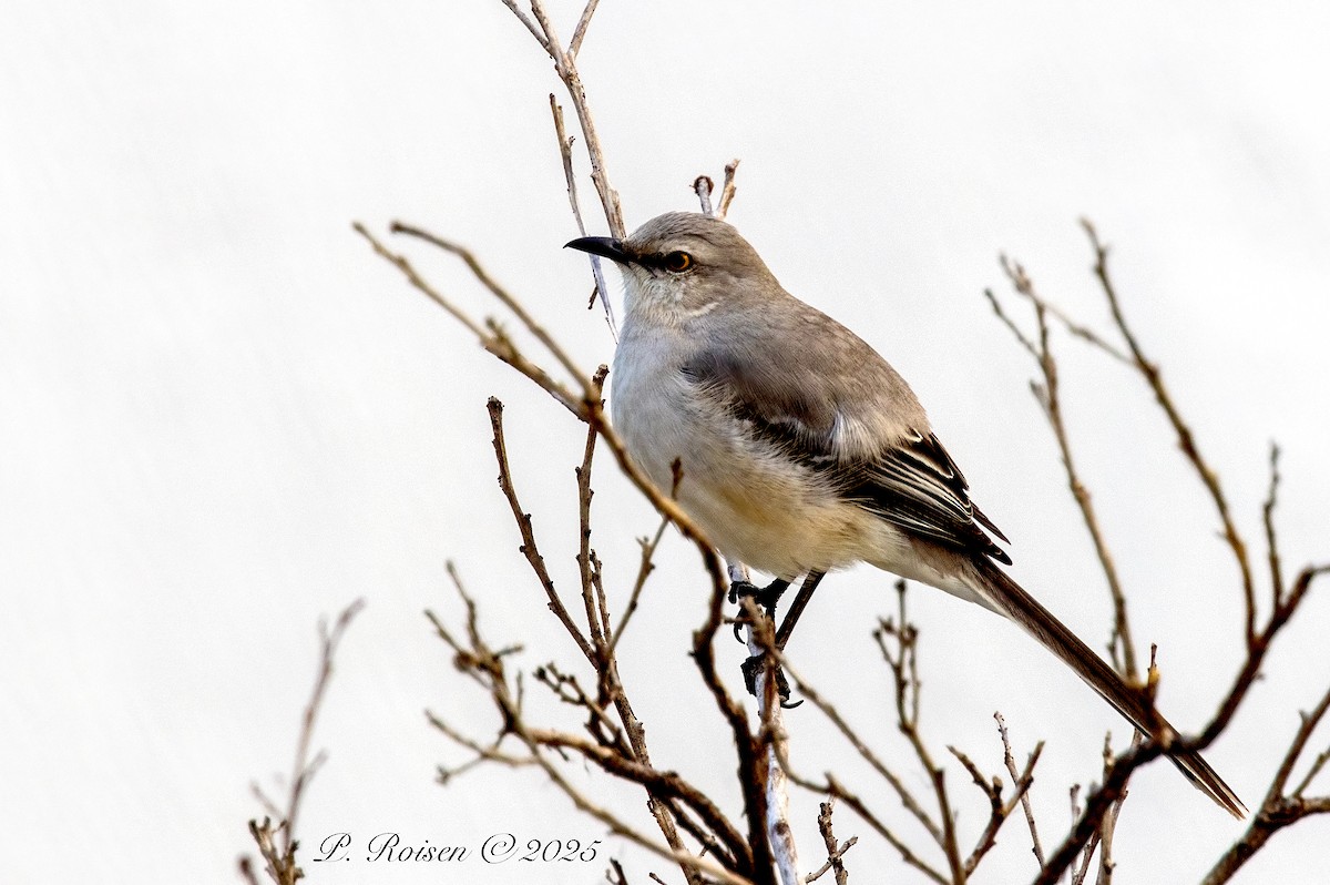 Tropical Kingbird - ML639005799