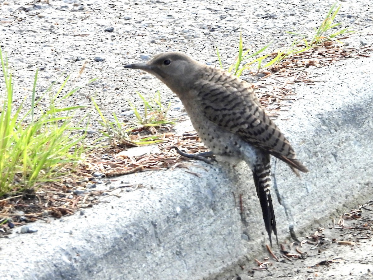 Northern Flicker (Red-shafted) - ML639005802