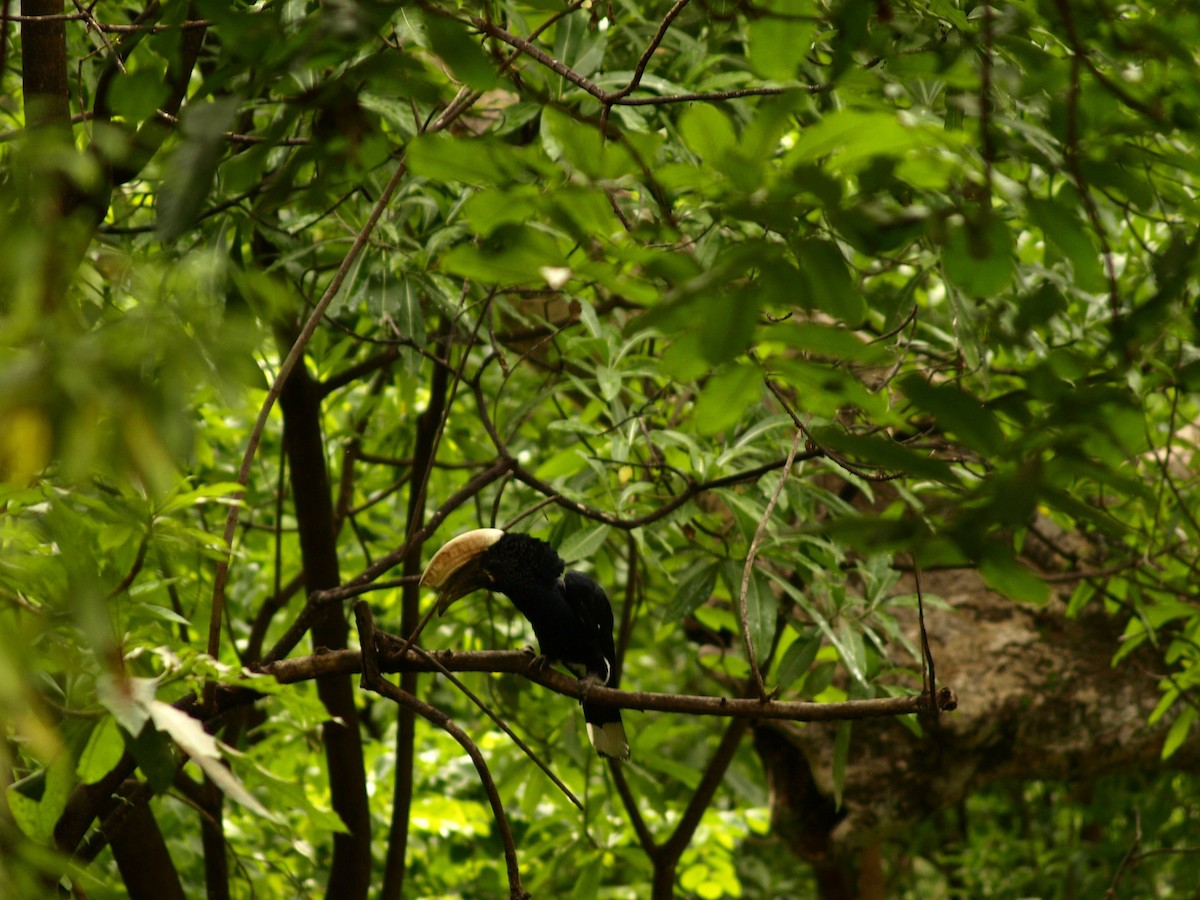 Silvery-cheeked Hornbill - ML639005814