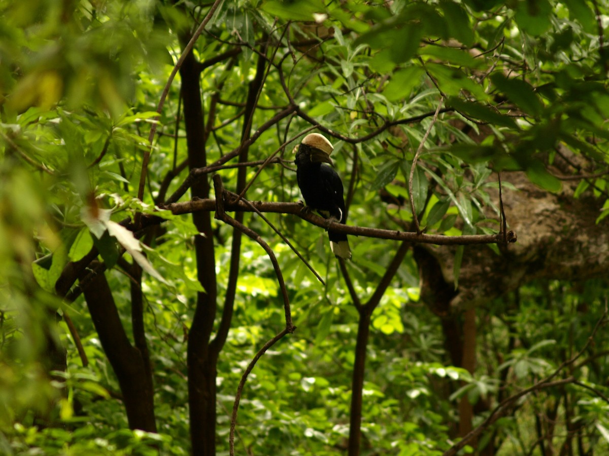 Silvery-cheeked Hornbill - ML639005815