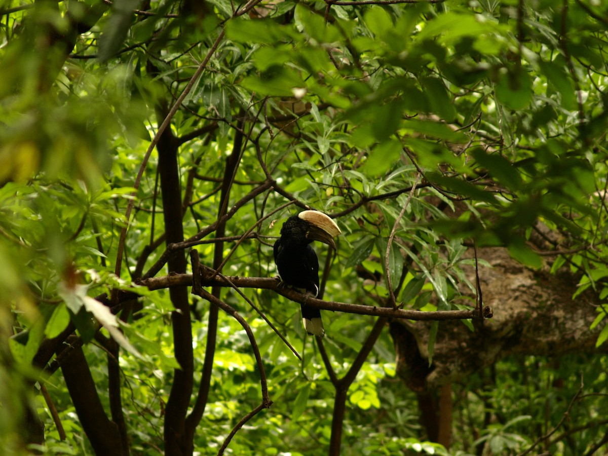 Silvery-cheeked Hornbill - ML639005816