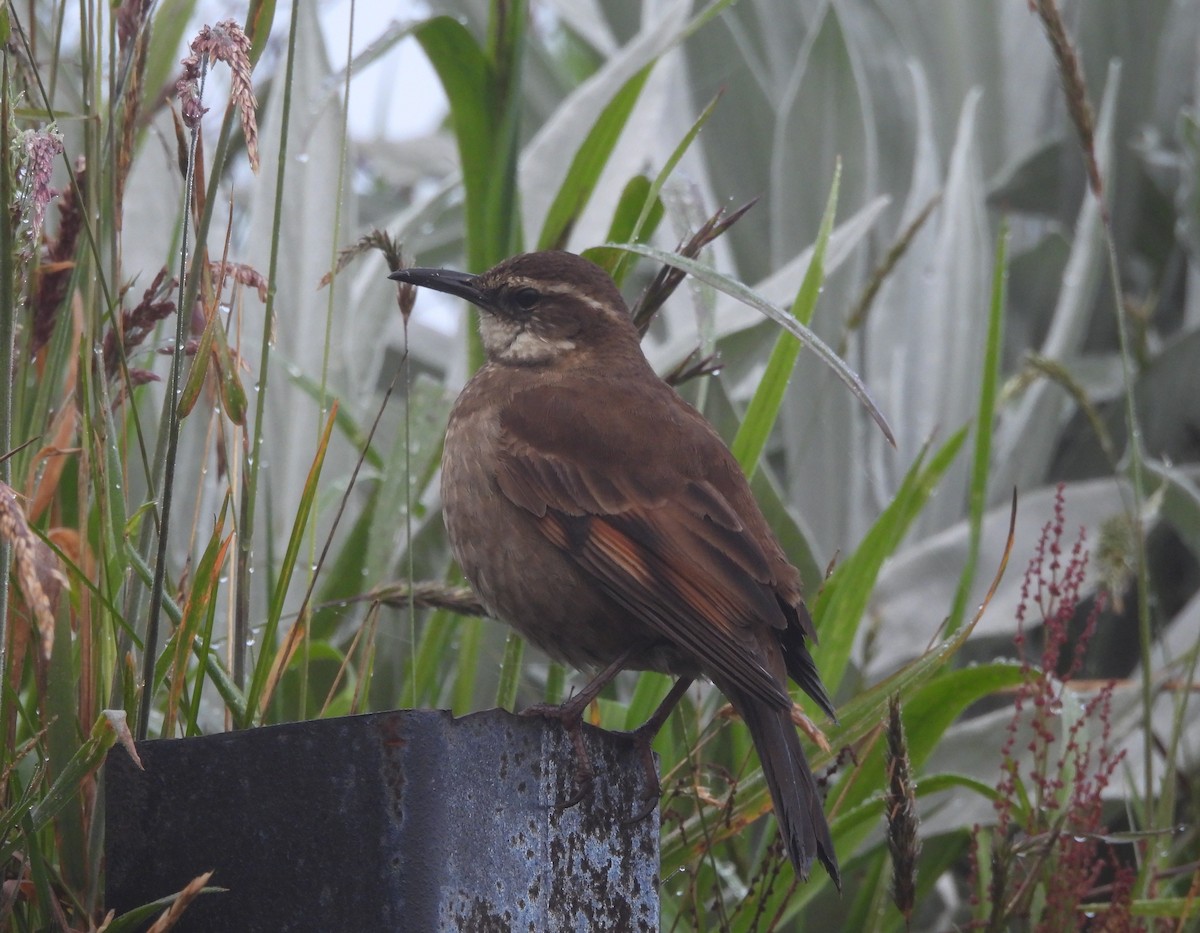 Stout-billed Cinclodes - ML639005817